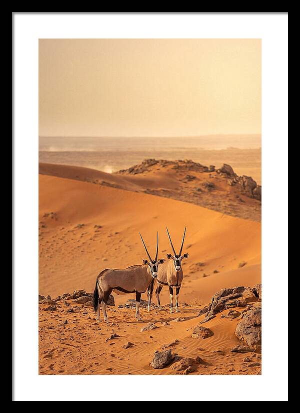 African Oryx Pair In Desert