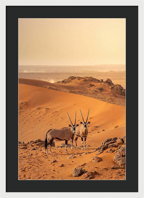 African Oryx Pair In Desert