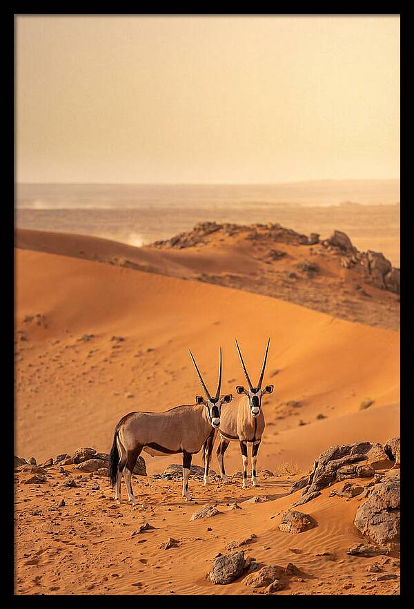 African Oryx Pair In Desert