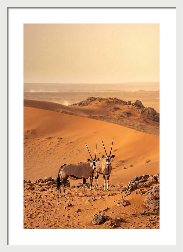 African Oryx Pair In Desert