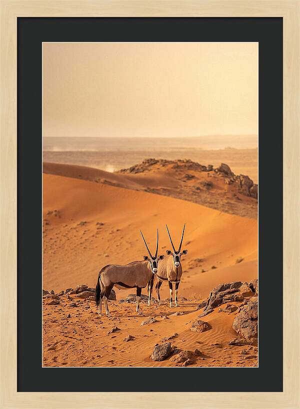 African Oryx Pair In Desert