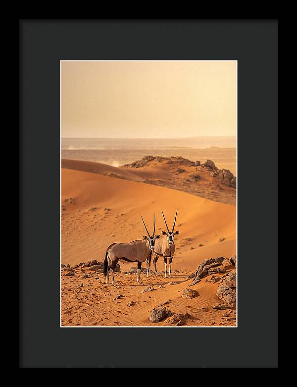 African Oryx Pair In Desert