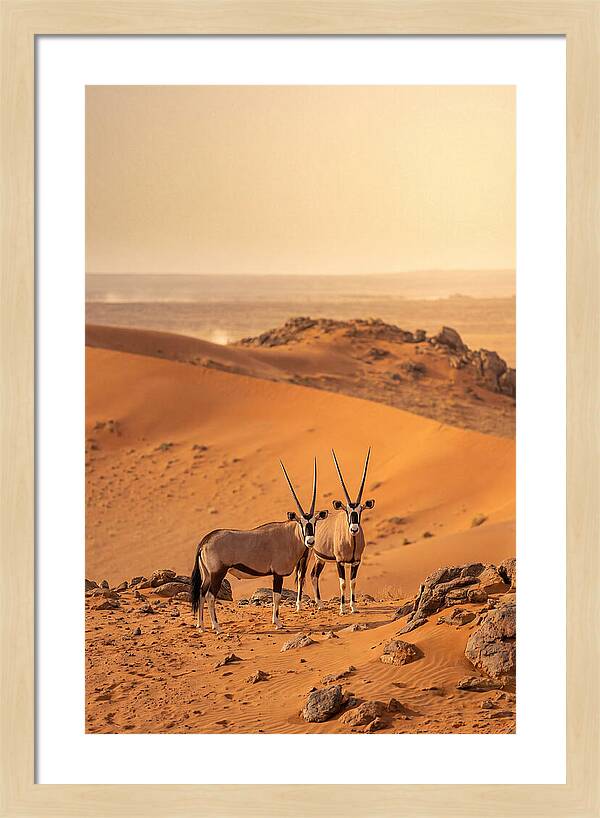 African Oryx Pair In Desert