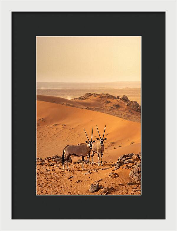 African Oryx Pair In Desert