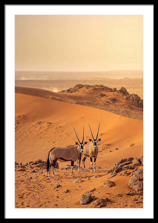 African Oryx Pair In Desert