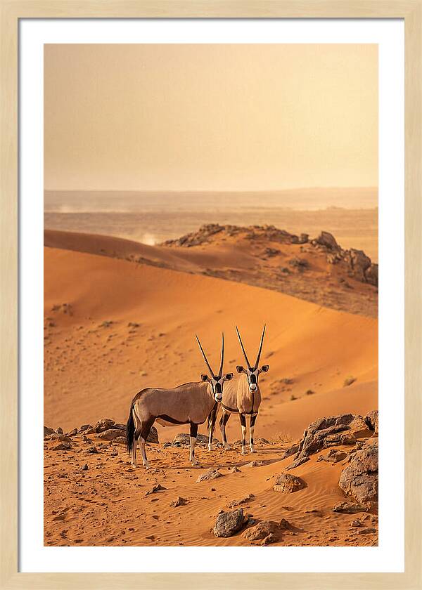 African Oryx Pair In Desert