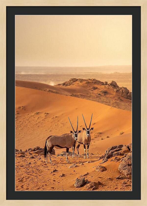African Oryx Pair In Desert
