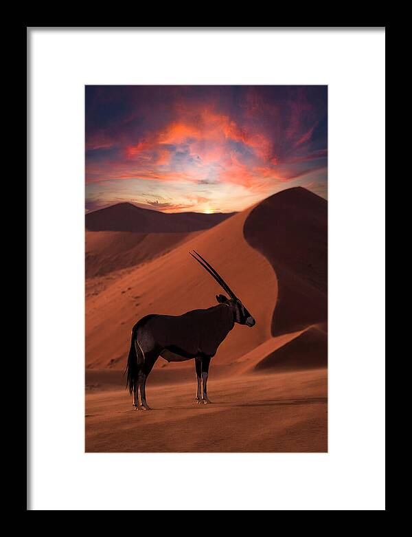 African Oryx Silhouette At Dusk