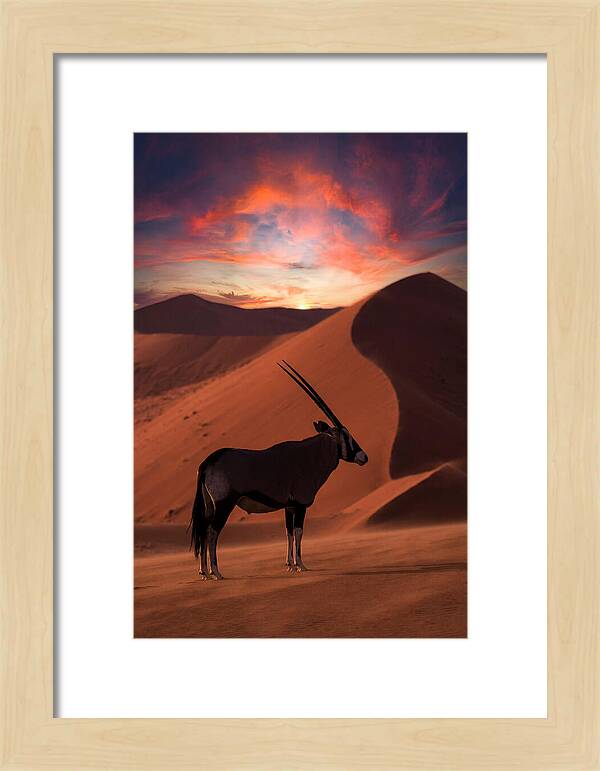 African Oryx Silhouette At Dusk