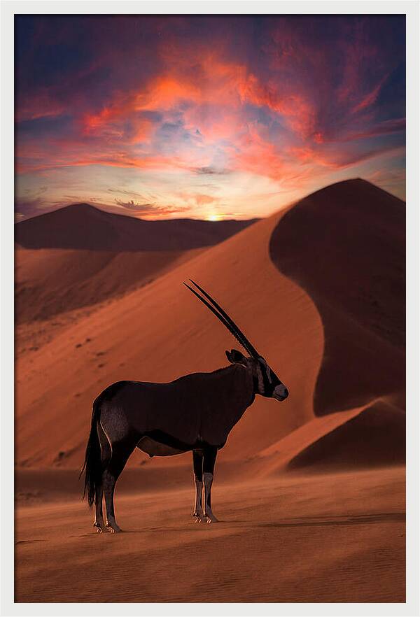 African Oryx Silhouette At Dusk