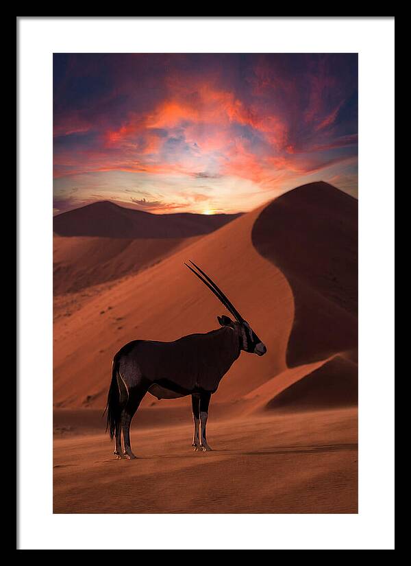 African Oryx Silhouette At Dusk