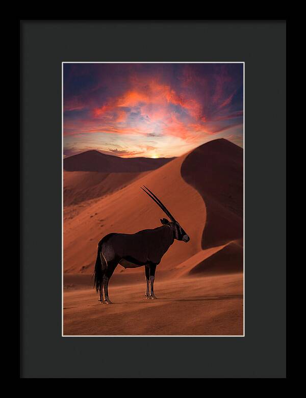 African Oryx Silhouette At Dusk