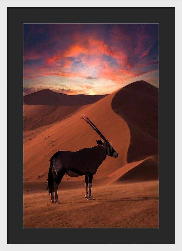 African Oryx Silhouette At Dusk