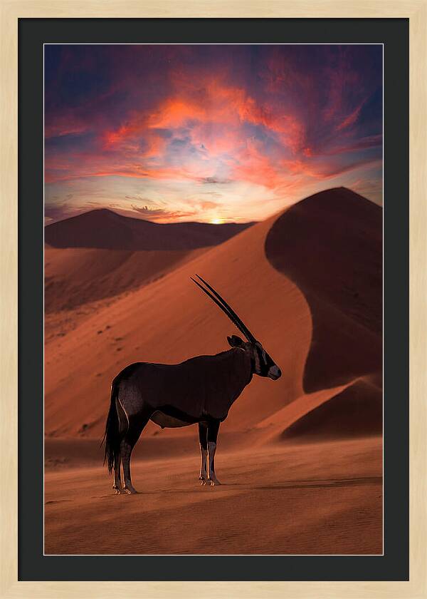 African Oryx Silhouette At Dusk