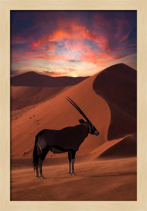 African Oryx Silhouette At Dusk
