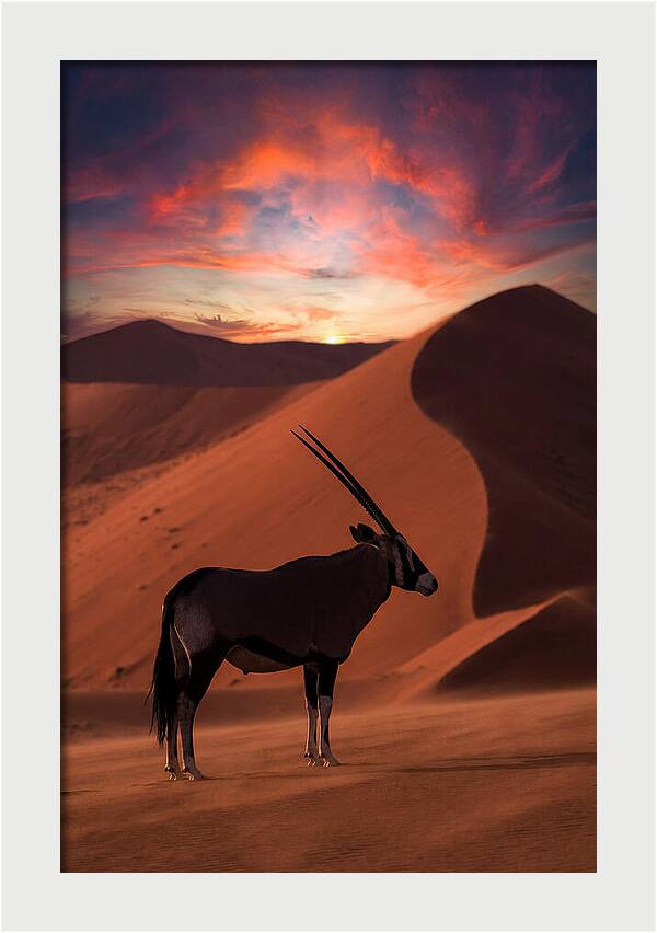 African Oryx Silhouette At Dusk