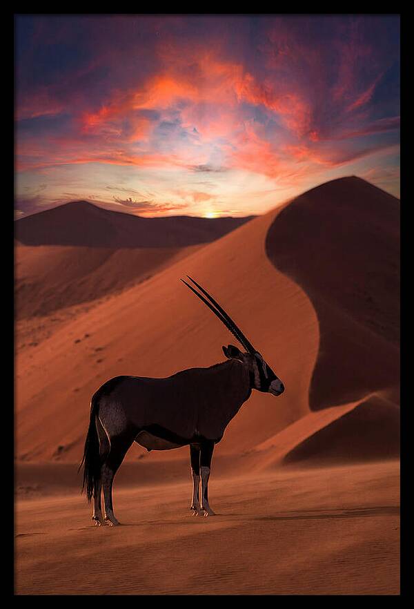 African Oryx Silhouette At Dusk