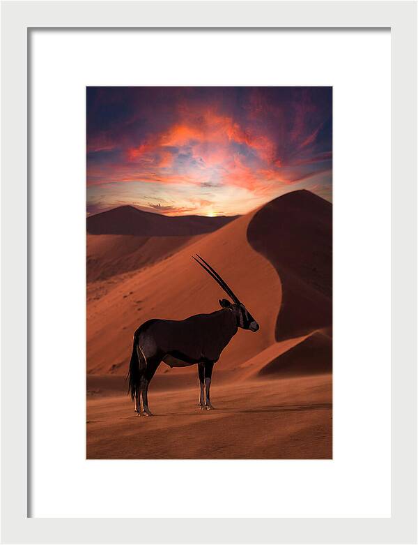 African Oryx Silhouette At Dusk