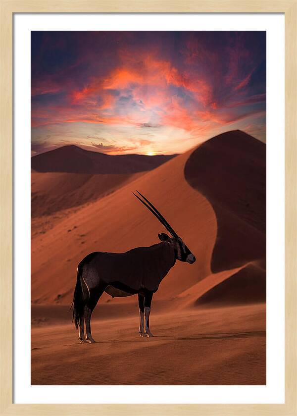African Oryx Silhouette At Dusk