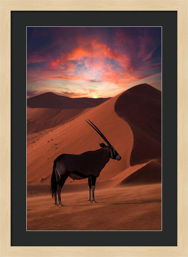 African Oryx Silhouette At Dusk