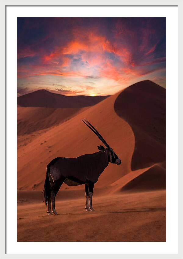 African Oryx Silhouette At Dusk