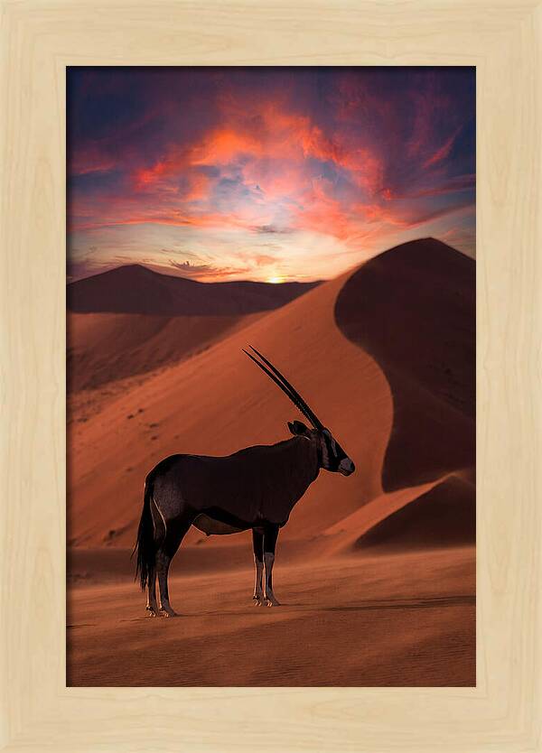 African Oryx Silhouette At Dusk