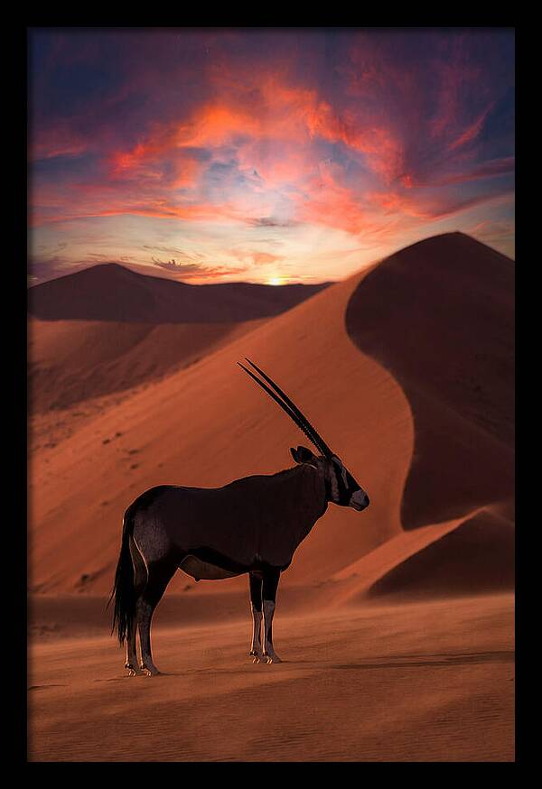 African Oryx Silhouette At Dusk