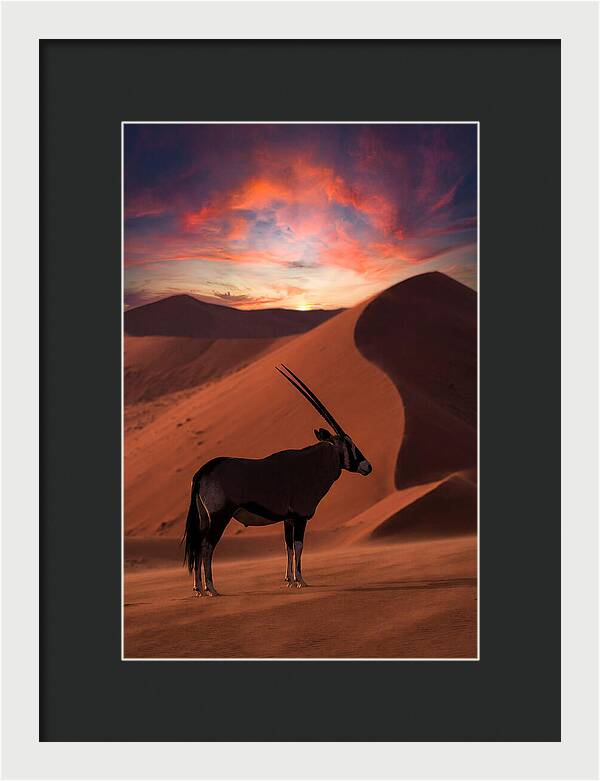African Oryx Silhouette At Dusk