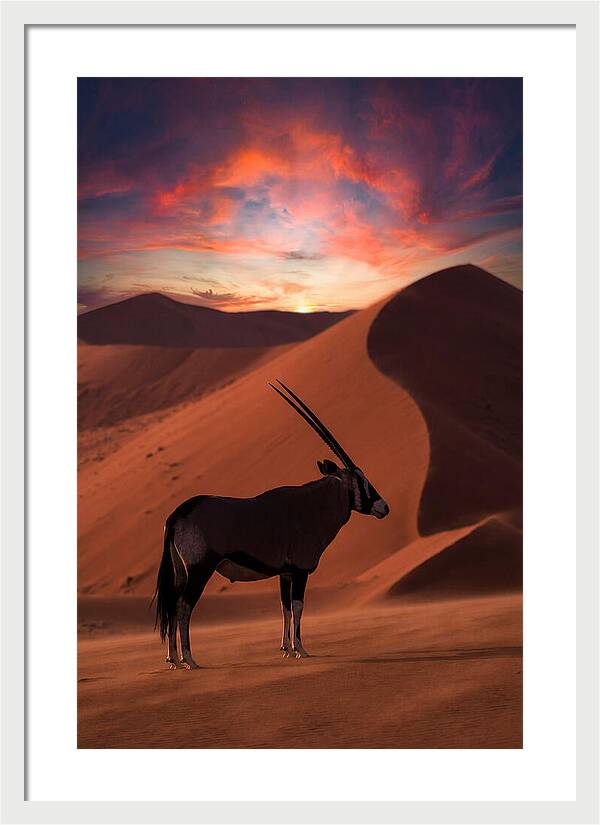 African Oryx Silhouette At Dusk