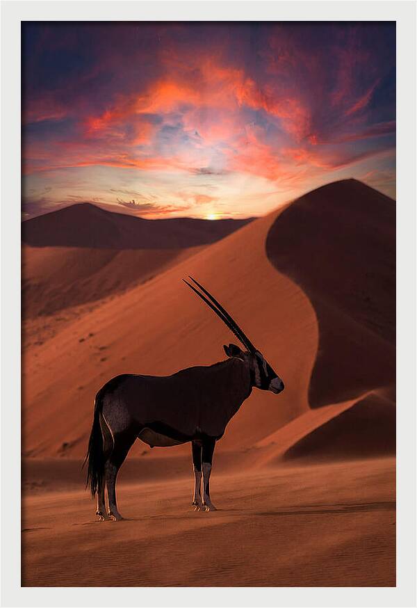African Oryx Silhouette At Dusk