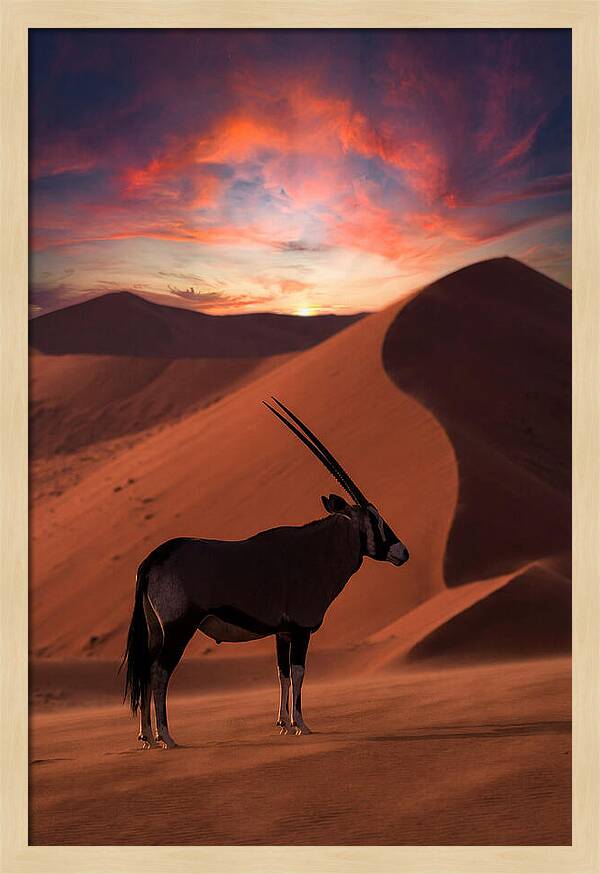 African Oryx Silhouette At Dusk