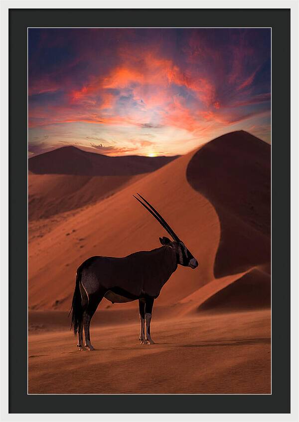 African Oryx Silhouette At Dusk