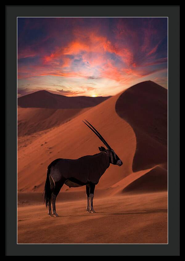 African Oryx Silhouette At Dusk