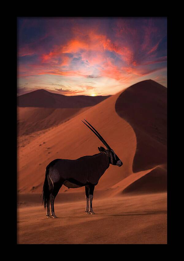 African Oryx Silhouette At Dusk