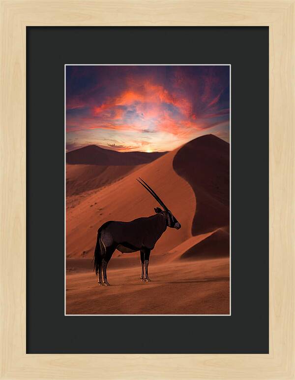 African Oryx Silhouette At Dusk
