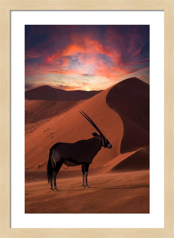 African Oryx Silhouette At Dusk