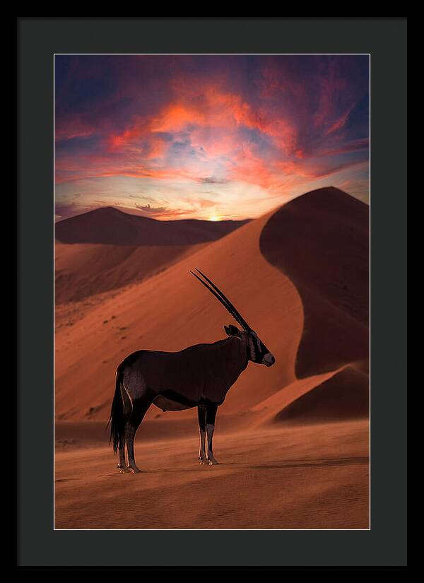 African Oryx Silhouette At Dusk