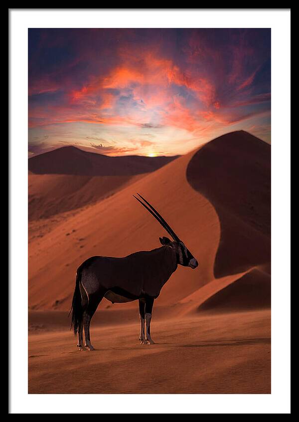 African Oryx Silhouette At Dusk