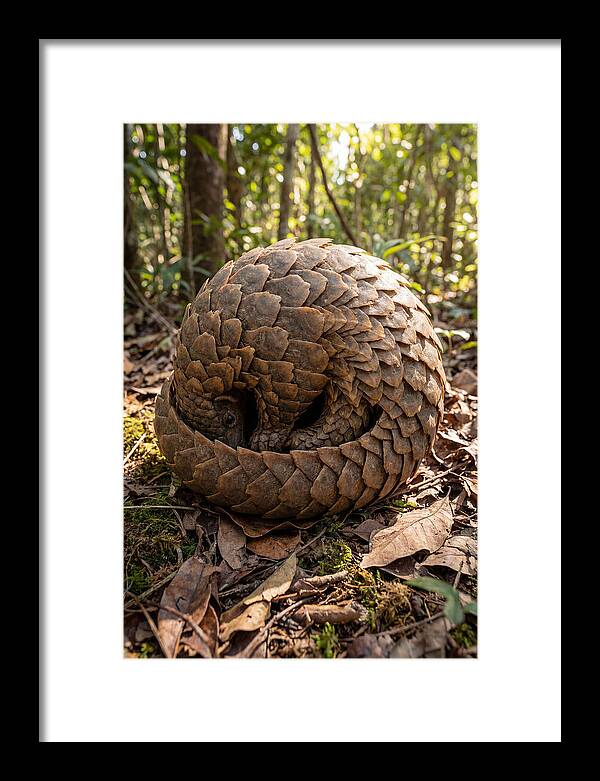 African Pangolin In Defense