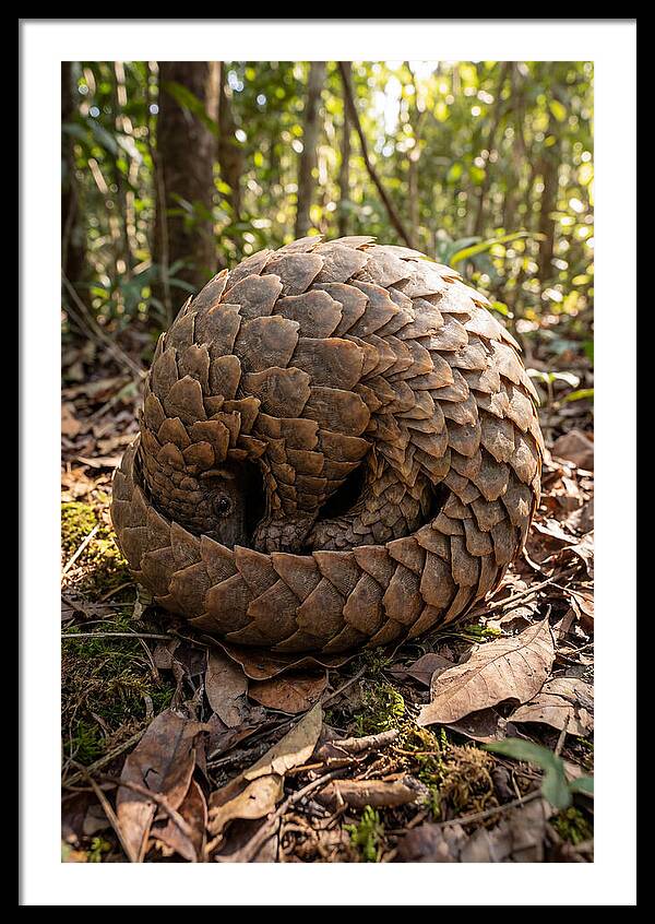 African Pangolin In Defense