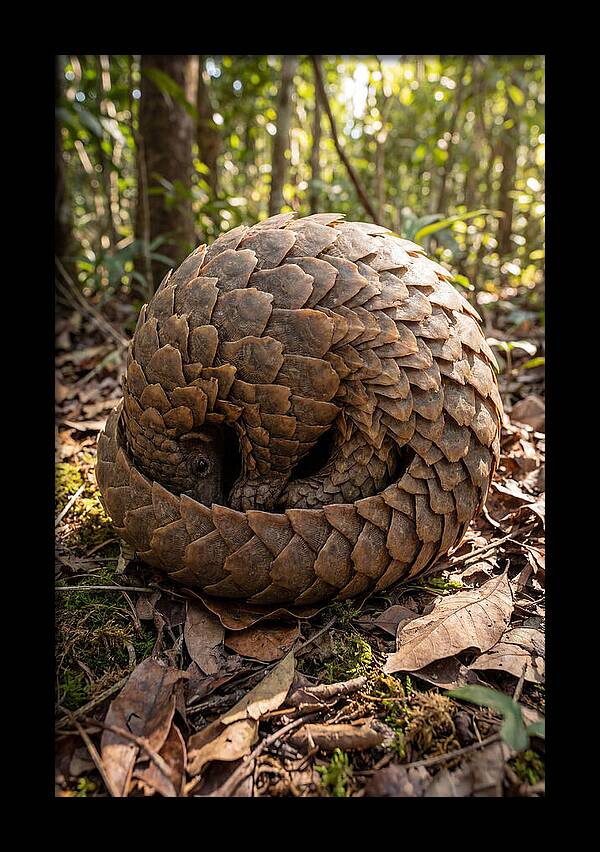 African Pangolin In Defense