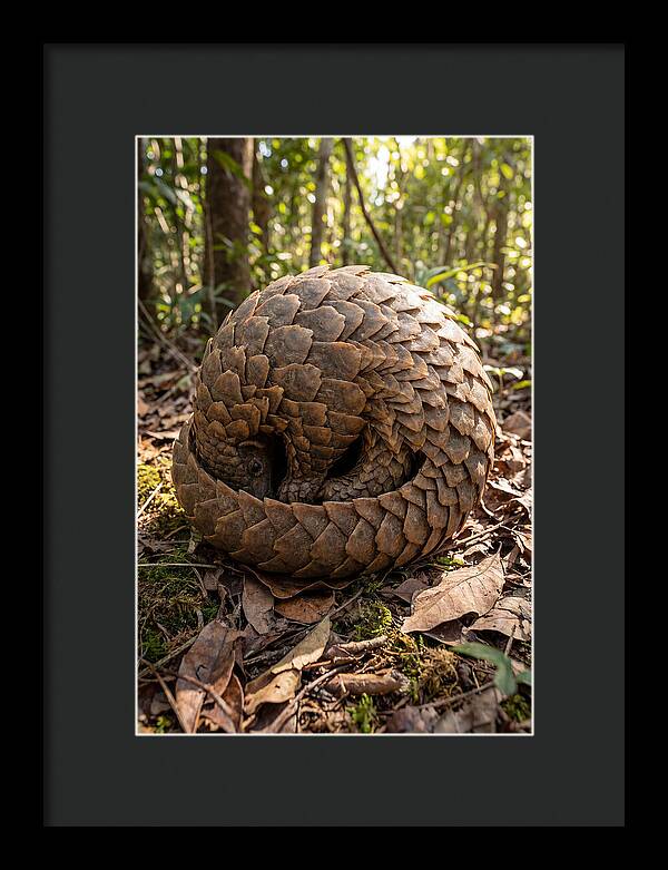 African Pangolin In Defense