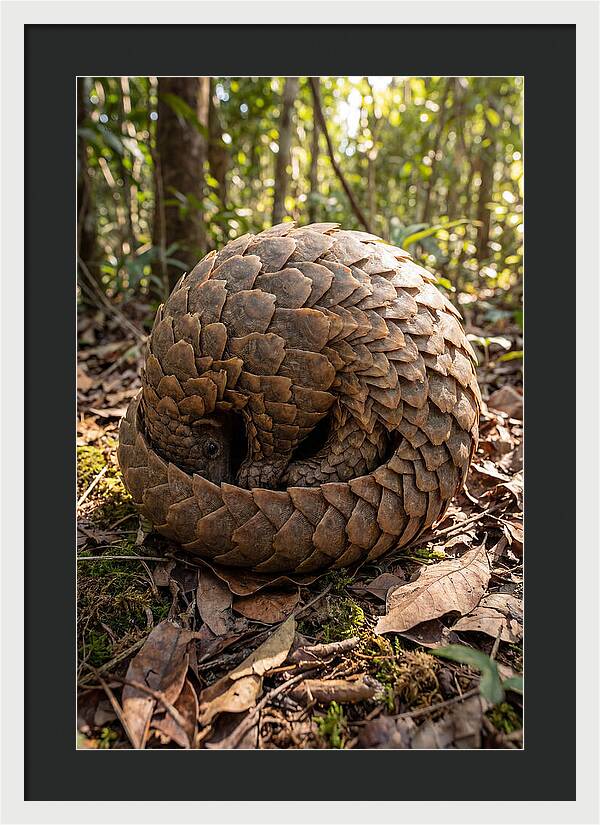 African Pangolin In Defense