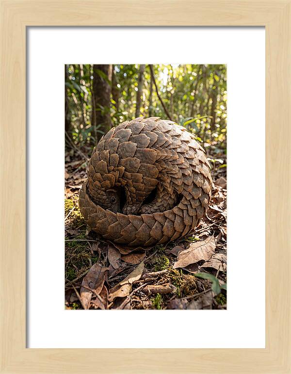 African Pangolin In Defense