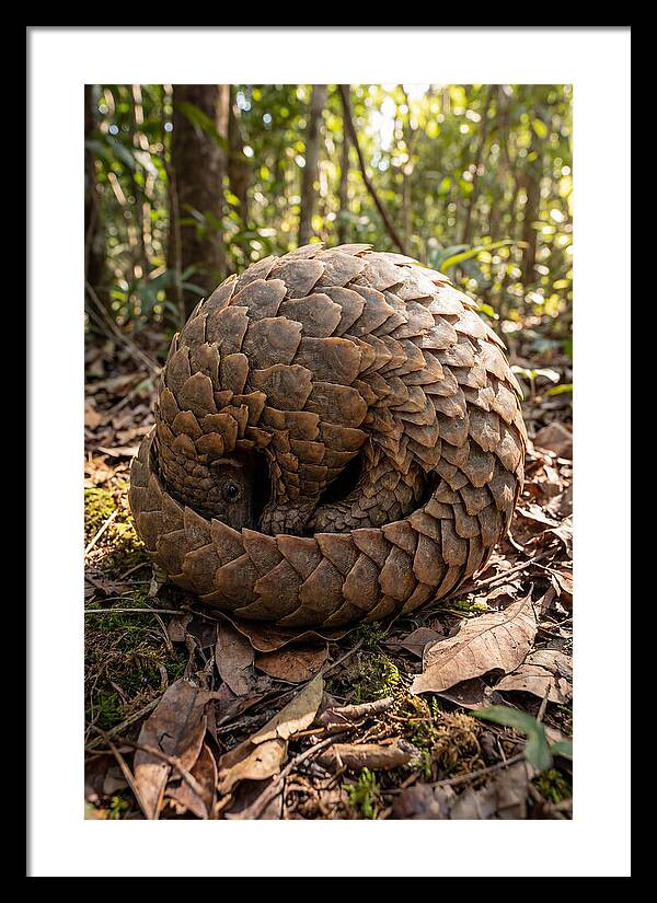 African Pangolin In Defense