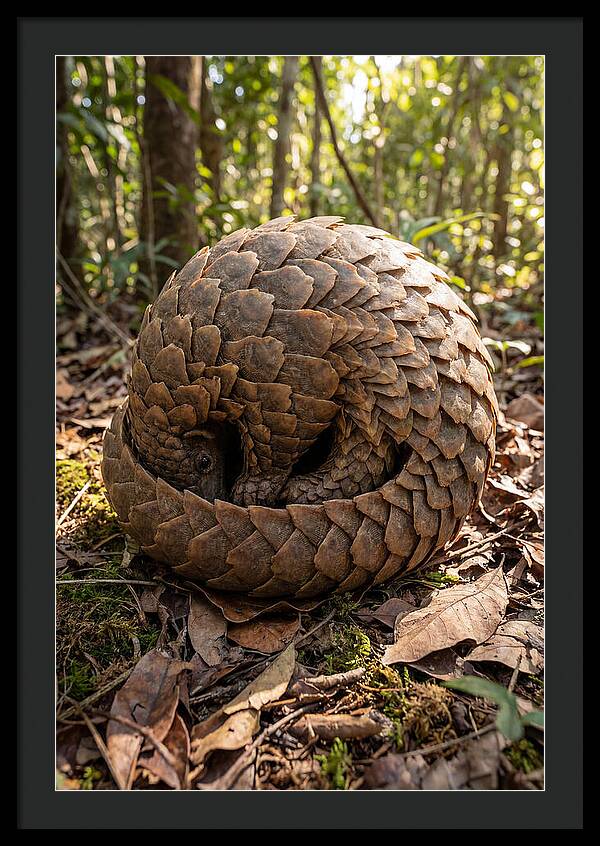 African Pangolin In Defense