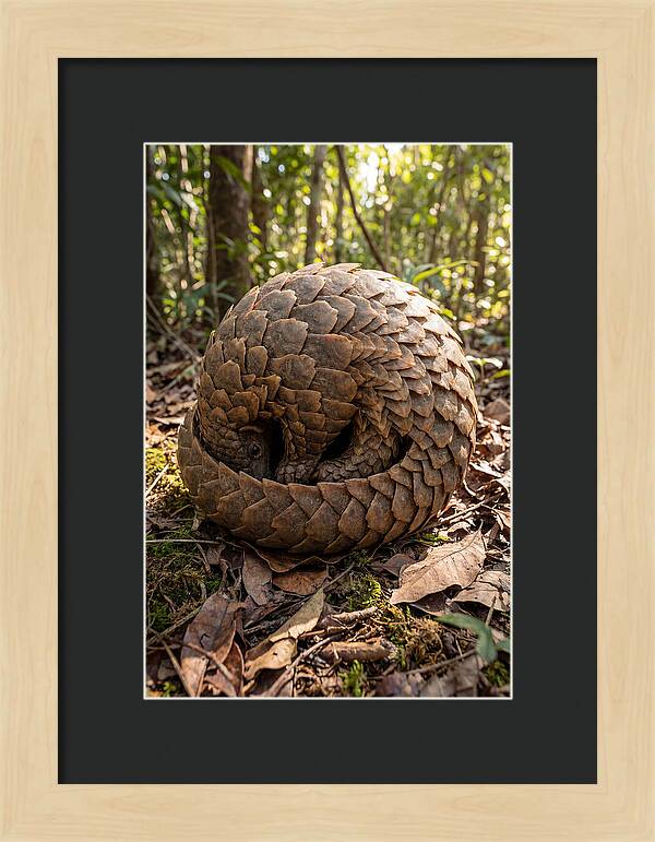 African Pangolin In Defense