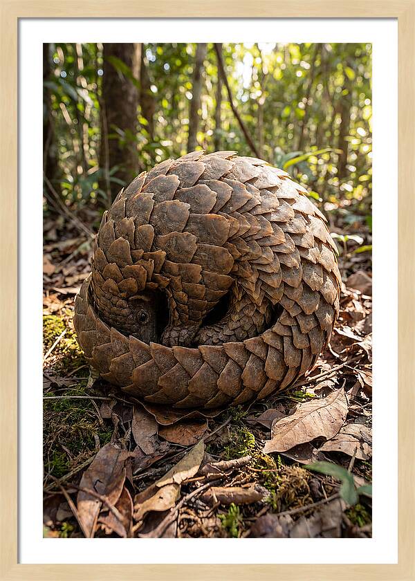 African Pangolin In Defense