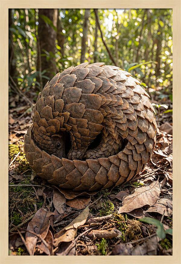 African Pangolin In Defense