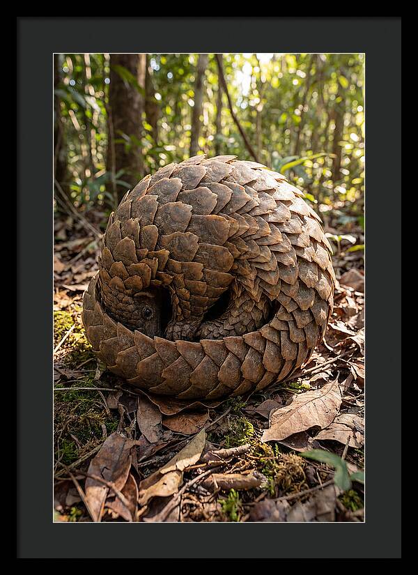 African Pangolin In Defense